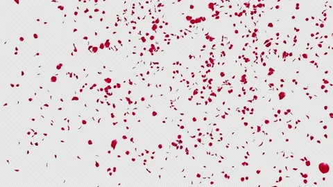 Red Rose Falling Stock Footage 182870611