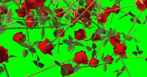 Red rose falling slow motion Stock Footage 108145555