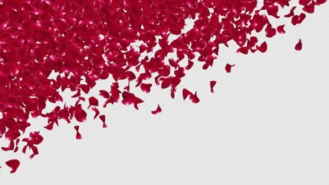 Red Rose Falling Transition Stock Footage 156377862