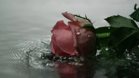 RED ROSE falling into water Video stock 104654325