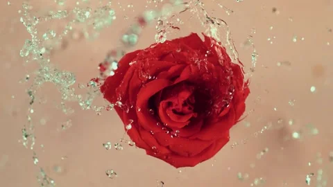 Red rose falling into water with splash slow motion visual Stock Footage 327573615