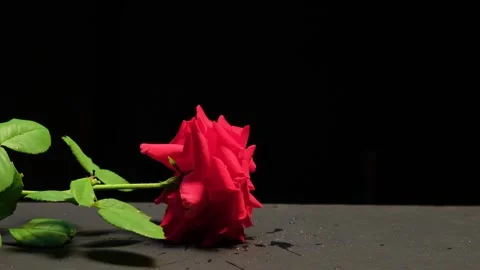 A red rose  falls on the table Stock Footage 137590387