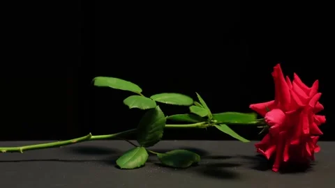A red rose  falls on the table Stock Footage 137590388