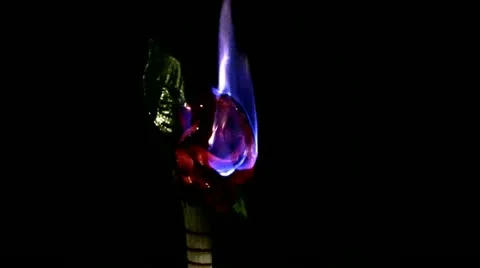 Red Rose on Fire Video stock 20990527