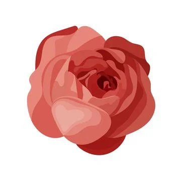Red rose, flat vector illustration, elegant floral element isolated on whit.. Stock Illustration