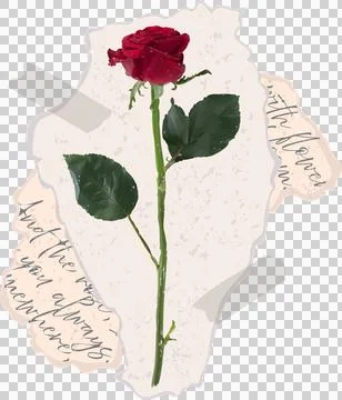 Red rose is floating over torn cursive paper and brown tape in collage on Ilustração Stock