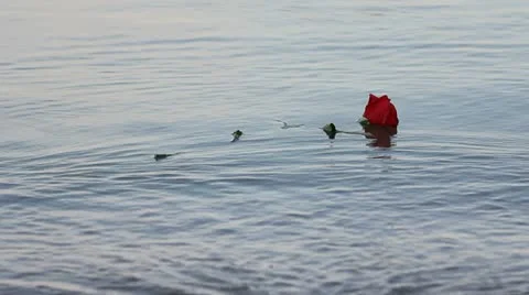 Red rose floating on the sea Stock Footage 12272602