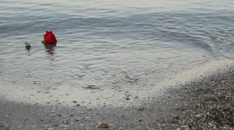 Red rose floating on a sea Stock Footage 12272930