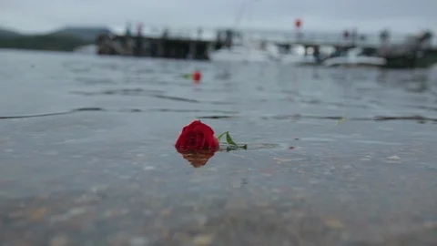 Red Rose floating on the water with pier blurred in the background Stock Footage 101801367