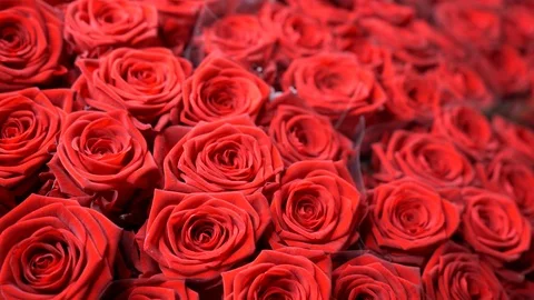 Red rose floral closeup. Moving macro shot of red roses. Stock Footage