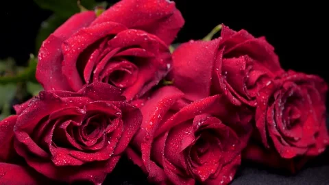 Red rose flower 4k Stock Footage 150602819
