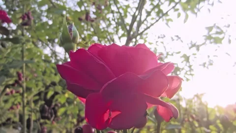 Red rose flower against background of rose hips and bushes in garden close-up Stock Footage 271102415