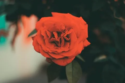 Red rose flower. Background Stock Photos