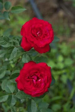 Red rose flower. Background. Stock Photos