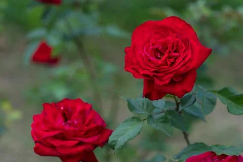 Red rose flower. Background. Stock Photos