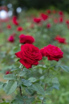 Red rose flower. Background. Stock Photos