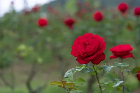 Red rose flower. Background. Stock Photos