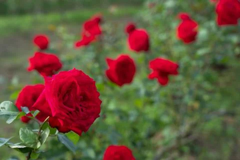 Red rose flower. Background. 库存照片