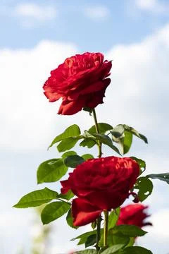 Red rose flower. Background. Stock-Fotos