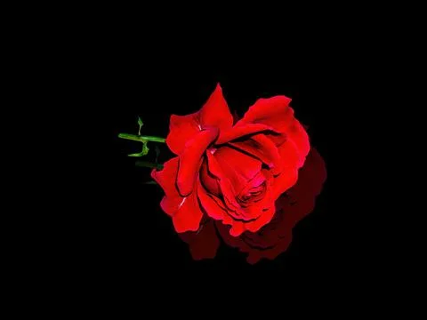 Red rose flower on a black background. Stock Photos
