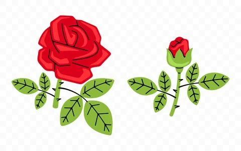 Red rose, flower, bloom and blossom, graphic design Stock Illustration
