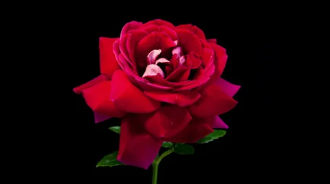 Red rose flower blooming timelapse Stock Footage