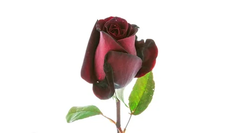 Red rose flower blooming timelapse Stock Footage 62392320