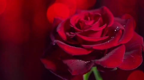 Red rose flower close up background. Beautiful dark red rose closeup Vídeo Stock 50051784