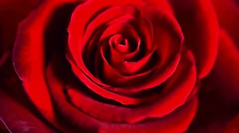 Red rose flower close up background. Beautiful dark red rose closeup Stock Footage 50051950