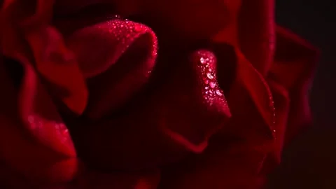 Red Rose Flower close up background. Valentine's Day backdrop. Dark Red rose Stock-Footage 300499006