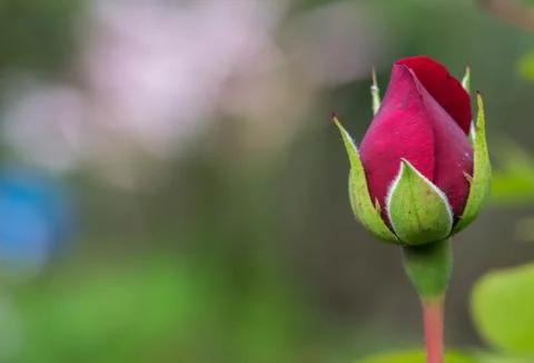 Red Rose Flower close up background Stock Photos
