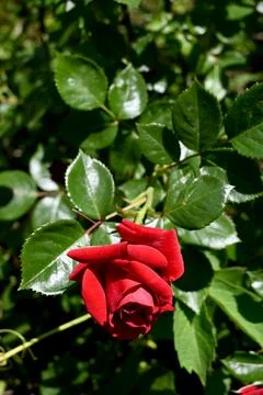 Red Rose Flower Close-Up Background, Romantic Nature Concept Stock Photos