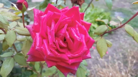 Red Rose flower close up, with delicate petals, blooms in the background Stock Footage 118647747