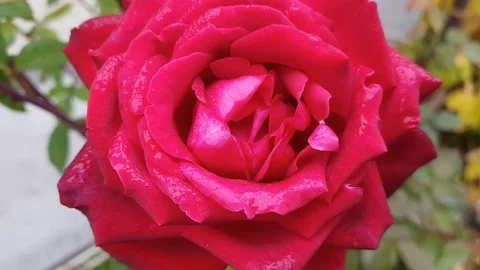 Red Rose flower close up, with delicate petals, blooms in the background Stock Footage 118647787