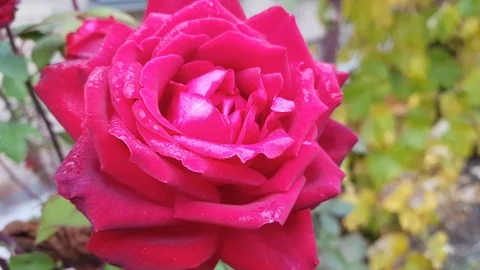 Red Rose flower close up, with delicate petals, blooms in the background Stock Footage 118647788