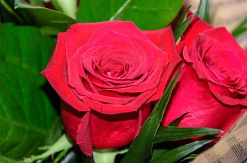 Red rose flower close up, pattern petals, green leafs Stock Photos