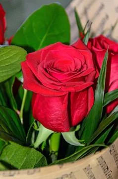 Red rose flower close up, pattern petals, green leafs Stock Photos