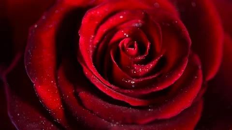 Red Rose Flower close up. Rose background. Symbol of love Stock Footage 50055417
