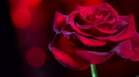 Red rose flower closeup background. Symbol of love. Valentine card design Stock Footage 50052068