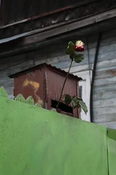 Red rose flower on a door Stock Photos