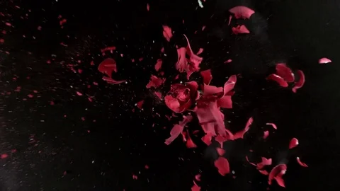 Red rose flower exploding in super slow motion, shot with Phantom Flex 4K Stock Footage 84299181