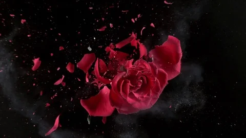 Red rose flower exploding in super slow motion, shot with Phantom Flex 4K Stock Footage 84299294