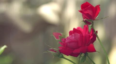 Red Rose Flower Vídeo Stock 59824576