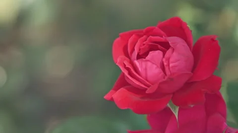 Red Rose Flower Vídeo Stock 59824596
