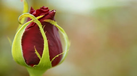 Red rose flower Video stock 62528679