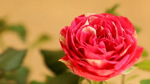 Red rose flower Stock Footage 89797027