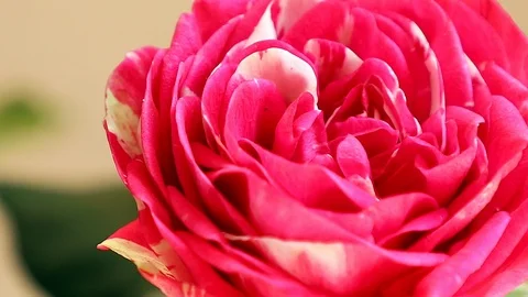 Red rose flower Stock Footage 89797090