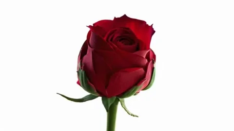 Red rose, flower Stock Footage 300889714