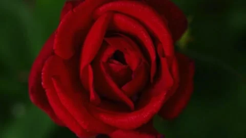 Red rose, flower Stock Footage 300889716