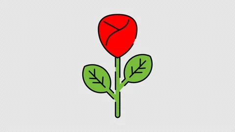 Red rose flower Stock Footage 335489084